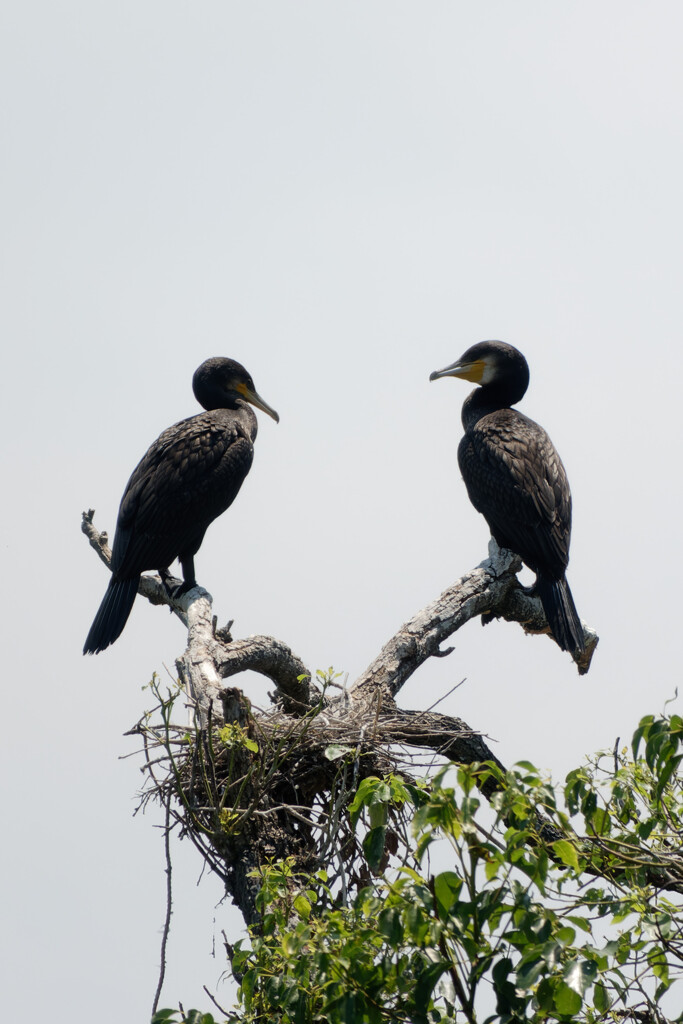 弥富野鳥園