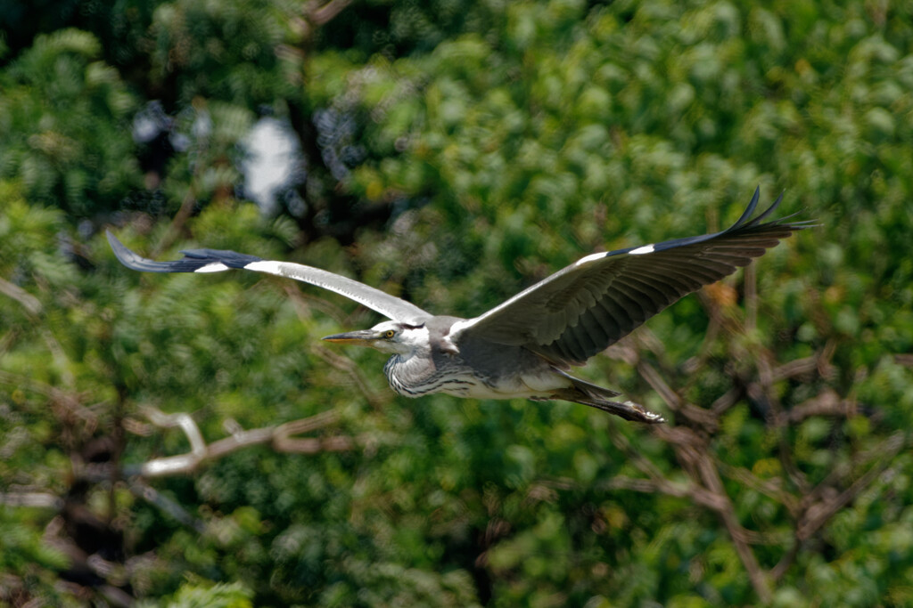 弥富野鳥園