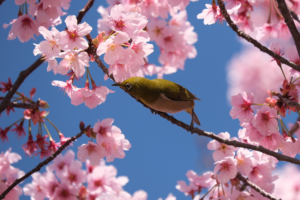 桜とメジロ