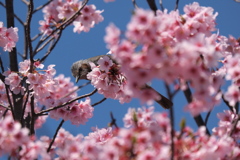 桜とヒヨドリ