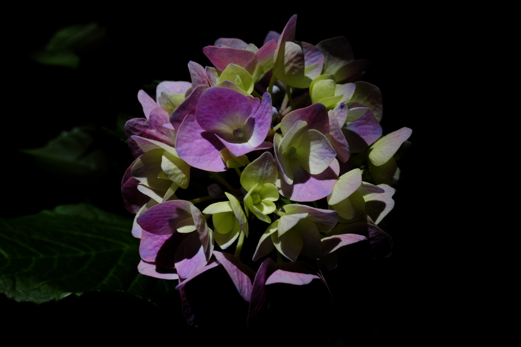 紫陽花