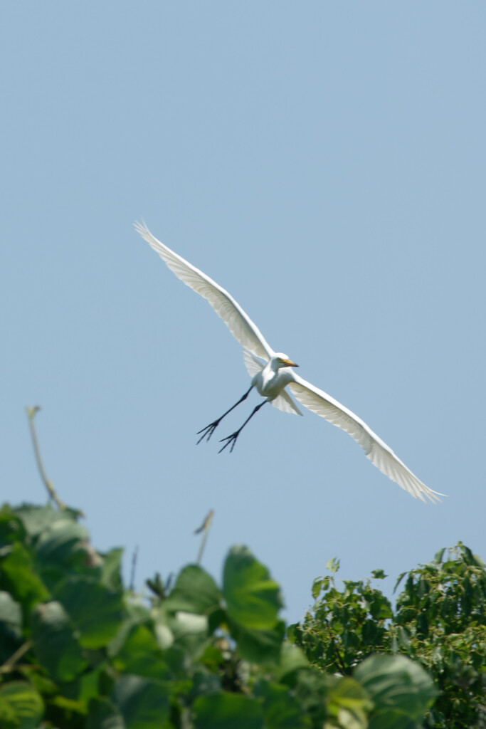 弥富野鳥園