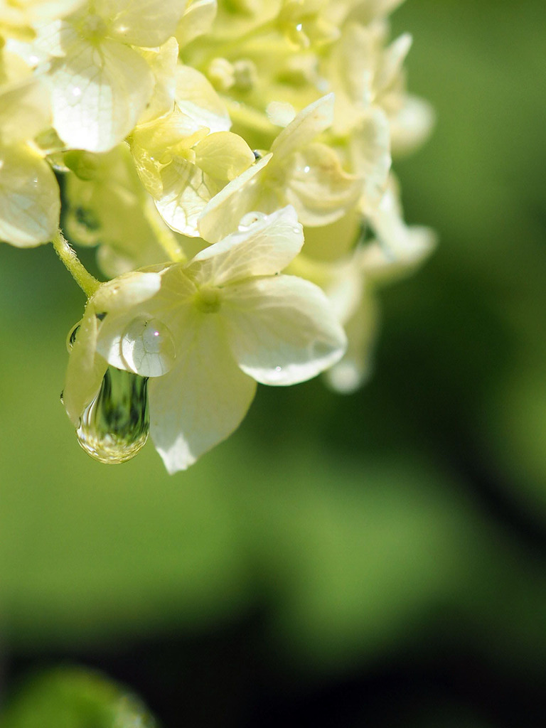 紫陽花の雫