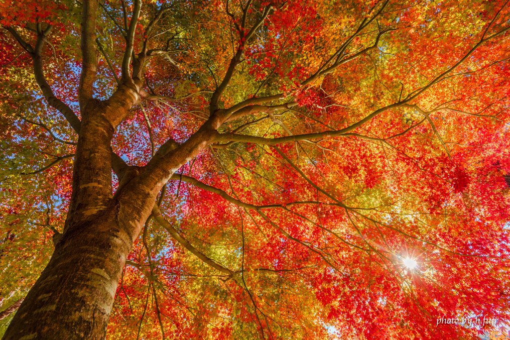 見上げてごらん秋の紅葉