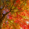 見上げてごらん秋の紅葉