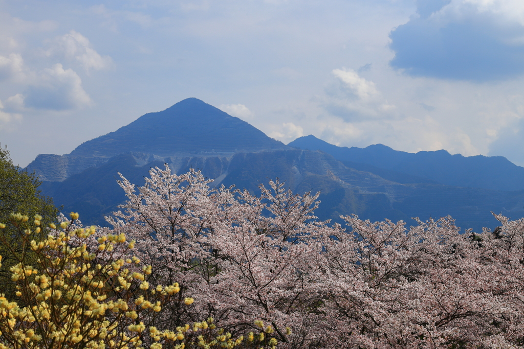 春の武甲山