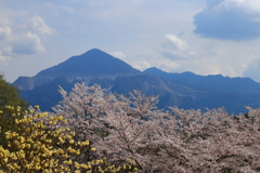 春の武甲山