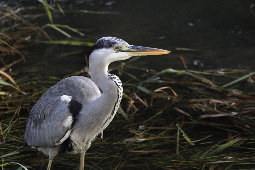 なんか目が怖いです！