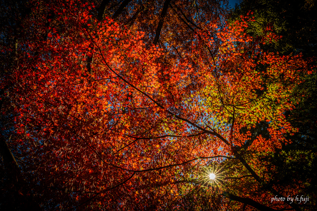 見上げてごらん秋の紅葉