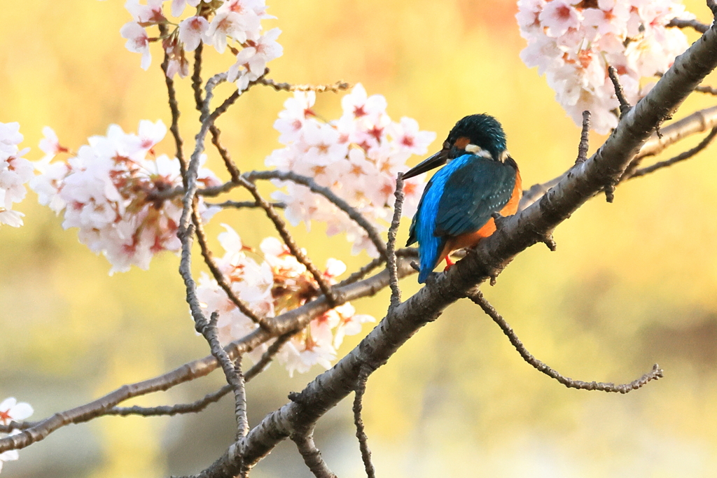 春の止まり木１