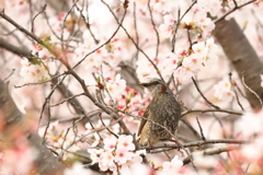 春の止まり木３