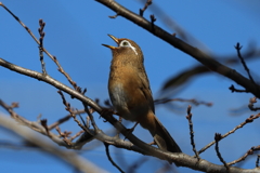 美声鳥