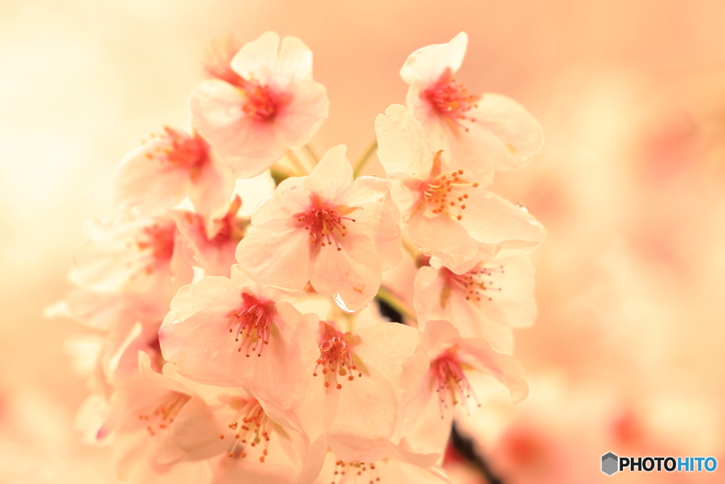短命花１