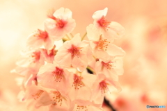 短命花１