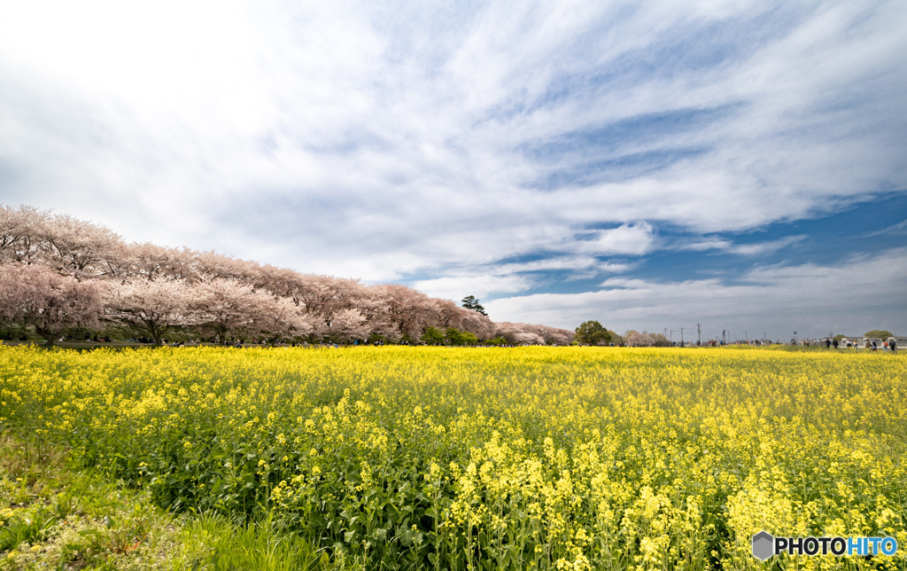 幸手権現堂桜堤　右の方角