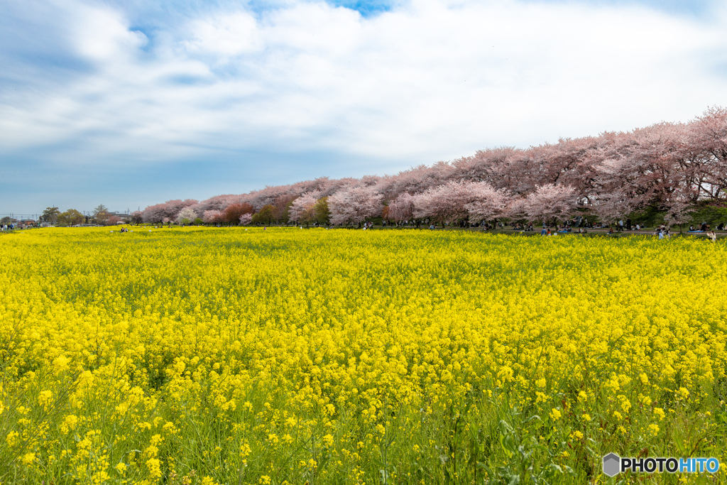 幸手権現堂桜堤　左の方角