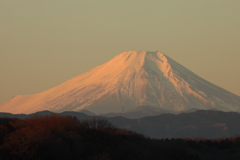 Crimson Fuji　②