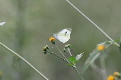 黄色の花がお似合いです