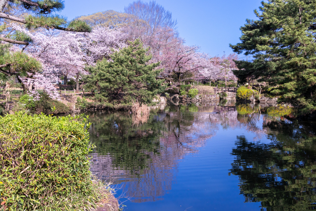 いつもの公園で春を感じる
