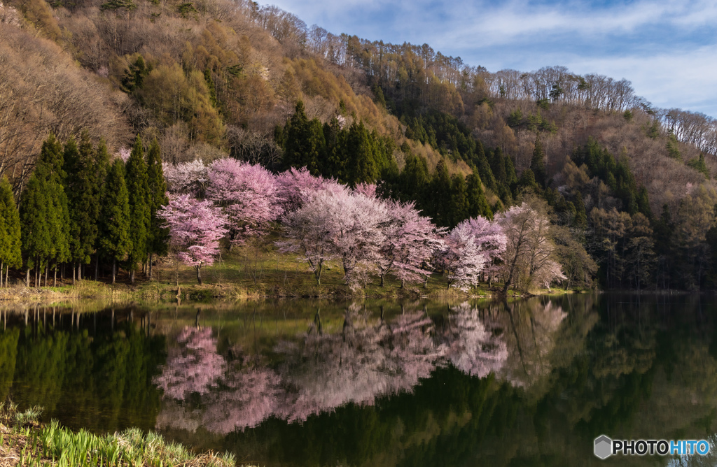 水鏡オオヤマサクラ