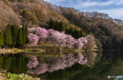 水鏡オオヤマサクラ