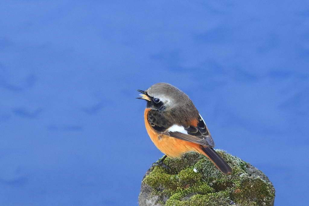 ジョウビタキ