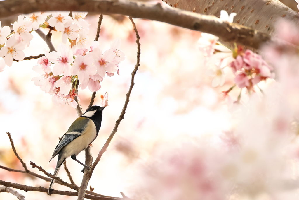 春の止まり木２