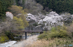 里に春の花が咲く