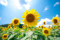 夏、満開。