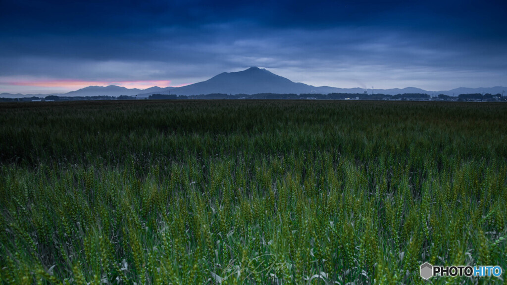 紫峰と麦畑