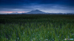 紫峰と麦畑