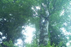 幻想的ブナの樹