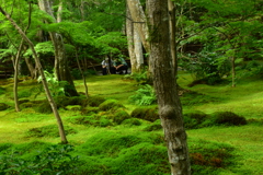 京の庭は紅葉のみにあらず苔にあり