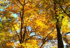 秋、輝いてます