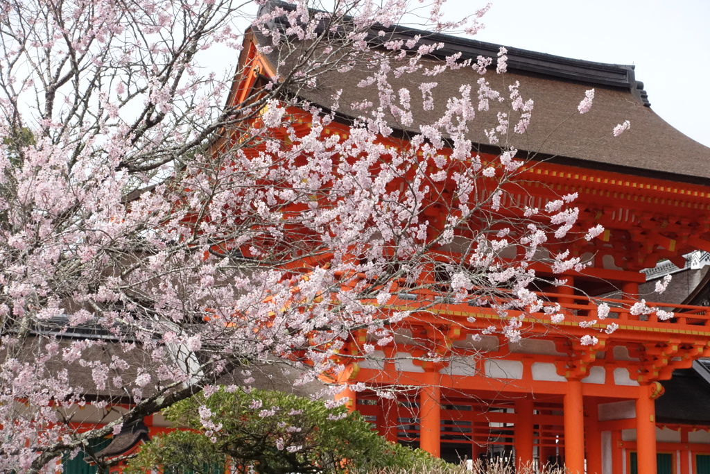 古と、共に咲や、桜かな