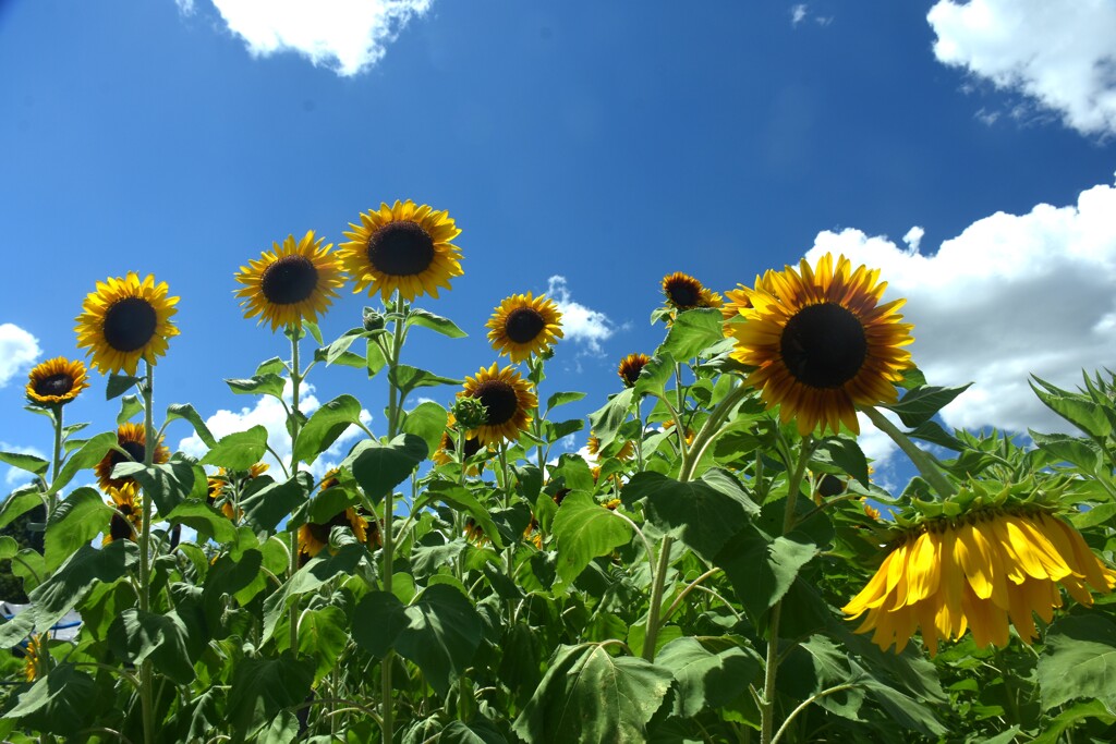 とある夏の花