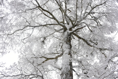 樹氷