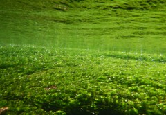 湧き水の中