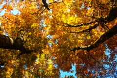 降り注ぐ秋