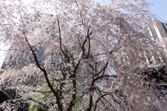 咲き誇れ、我こそ春ぞ桜かな