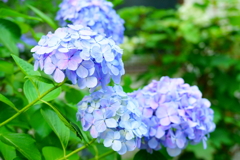 雨音に喜ぶ紫陽花たち