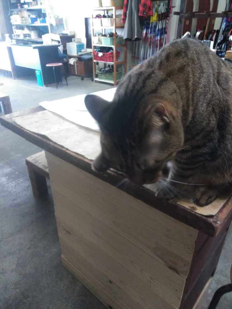 チュールを食べて