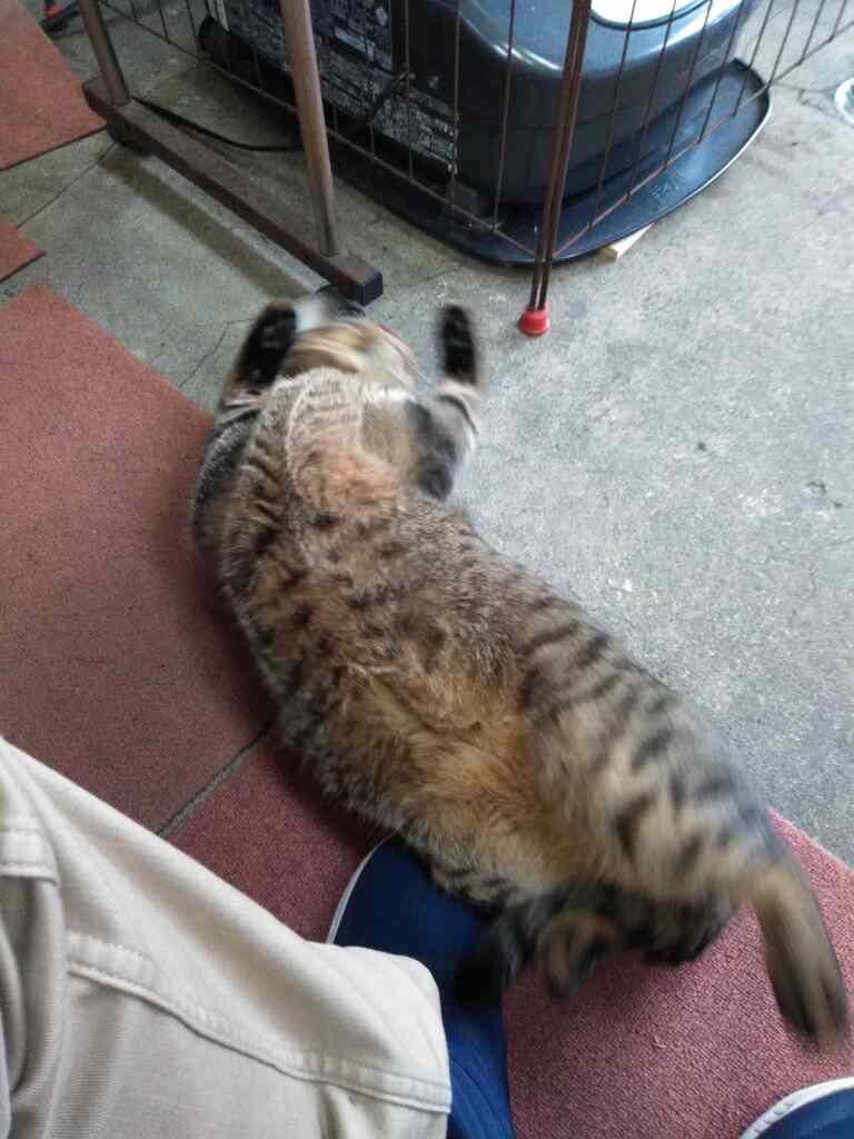 ミーちゃん伸びをして