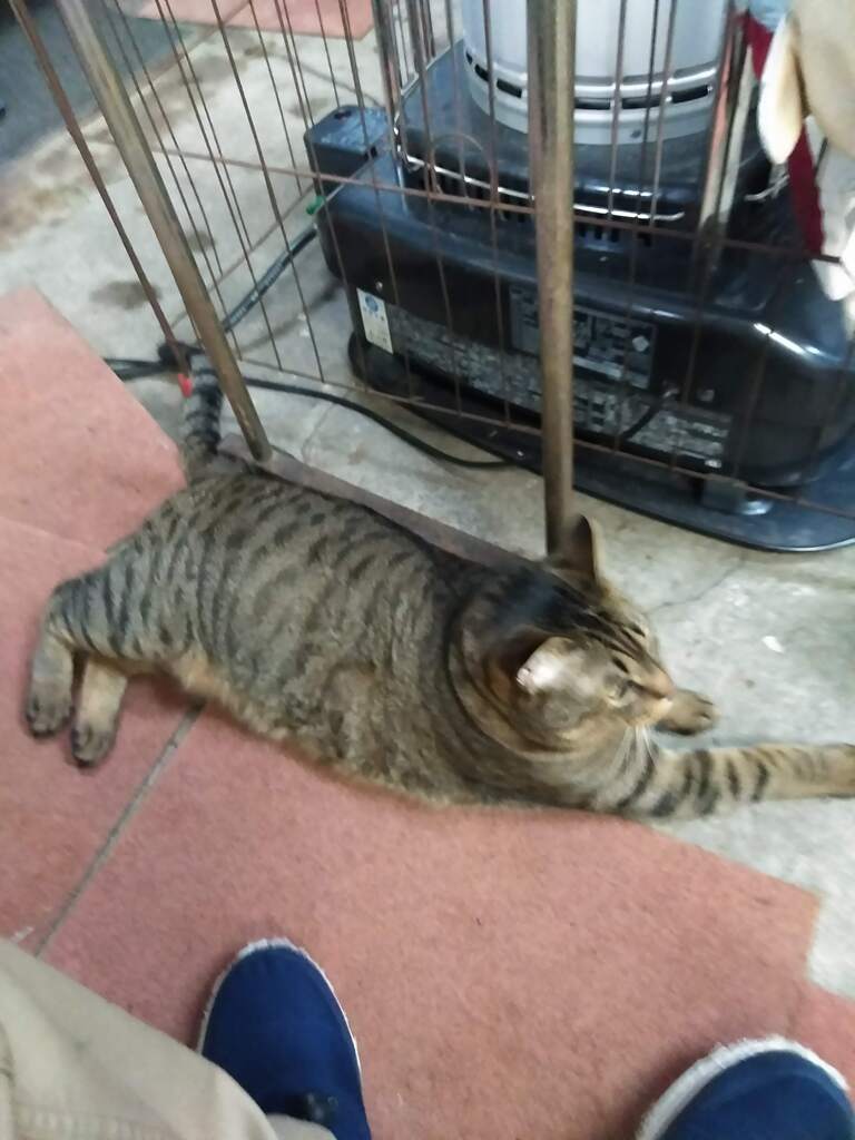 ミーちゃん