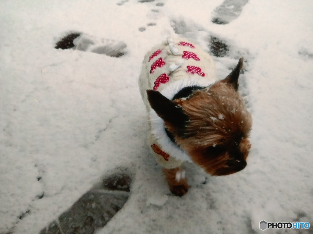 雪の日