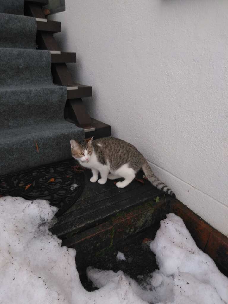 雪は冷たい