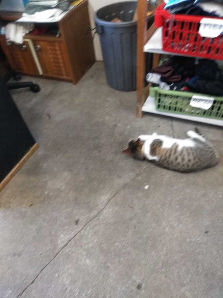シッピー