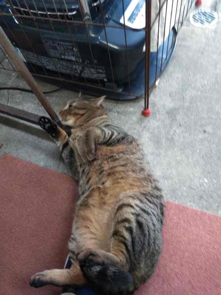 誰か遊んでください