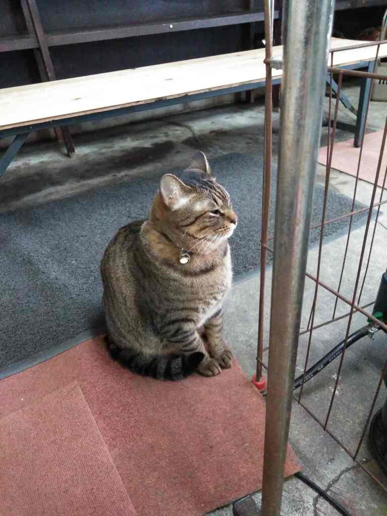 眠くなって舟をこいでるミーちゃん
