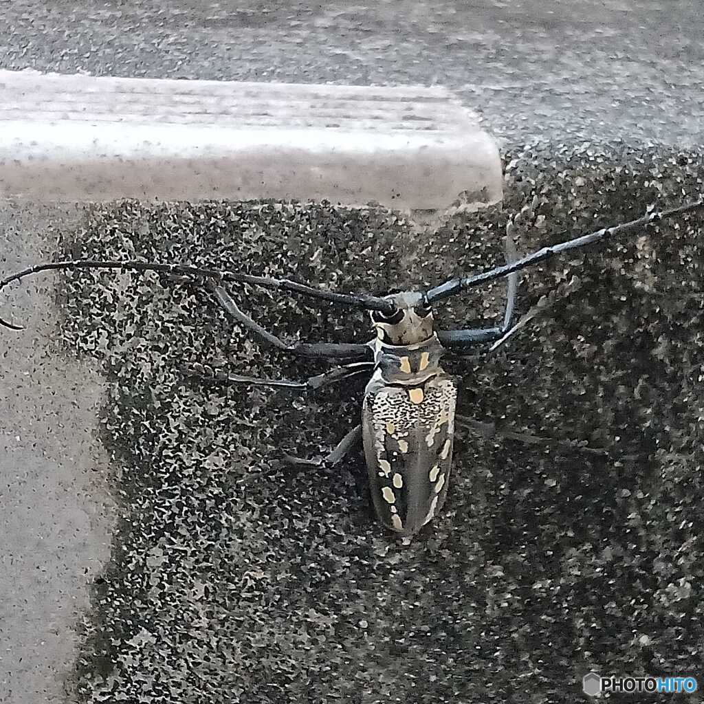 夏の光